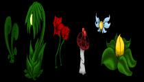 Faune/Flore1