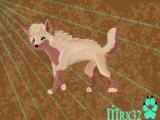 Petit loup
