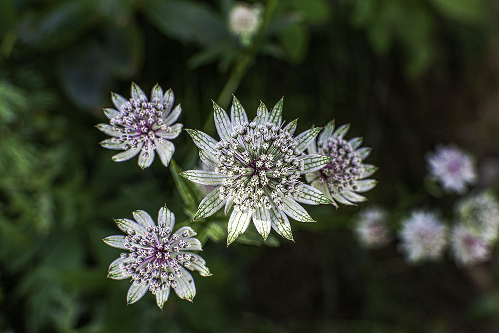 L'image est affich�e ici