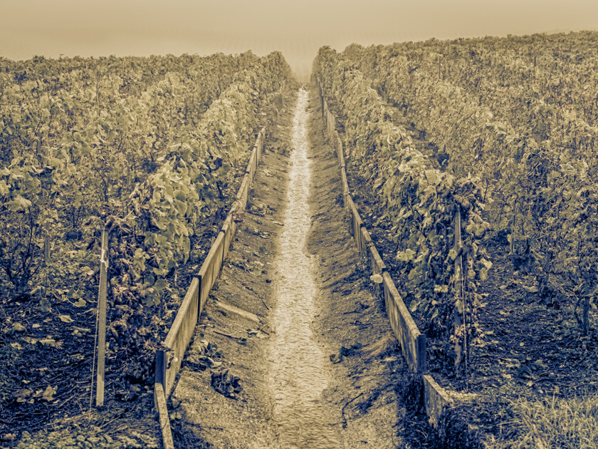 L'image est affich�e ici