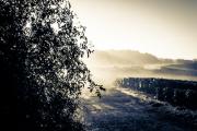 Le brouillard et les vignes