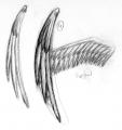 ailes 4