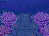 Coralis - Baleine