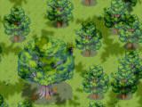 For&ecirc;t