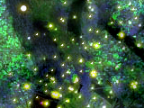 Dust Kingdom